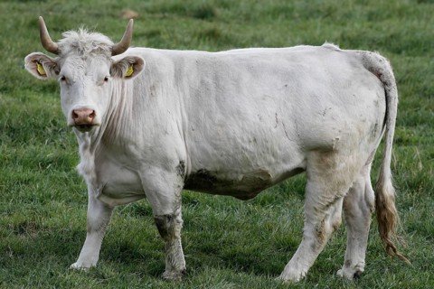 Free-range calves, cattle and cows from the Jahnsfeld organic farm in Brandenburg, they graze the