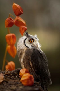 Southern White-faced Owl (Ptilopsis granti) captive, Germany