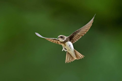 Sand martin (Riparia riparia), in flight, Reussegg nature reserve, Canton Aargau, Switzerland