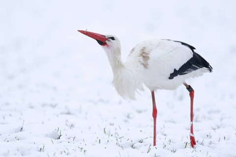 White Stork (Ciconia ciconia) foraging in snow, North Rhine-Westphalia, Germany