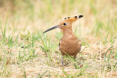Hoopoe (Upupa epops) Hungary