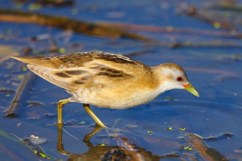 Little Crake (Porzana parva) female foraging, Greece