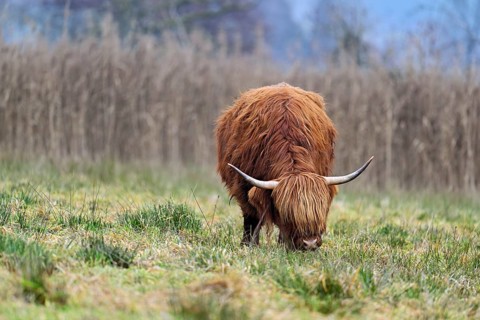 Highland cattle (Bos taurus), adult animal standing in a meadow, Reussspitz nature reserve,