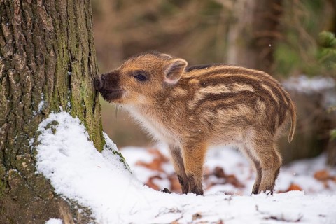 Wild boar (Sus scrofa) in the snow, fresh boar, Melle, Lower Saxony, Germany