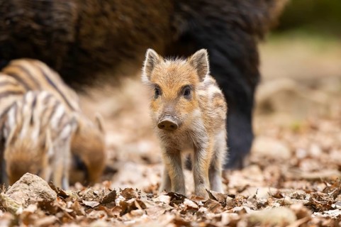 Wild boar (Sus scrofa) piglet standing in a forest, Bavaria, Germany