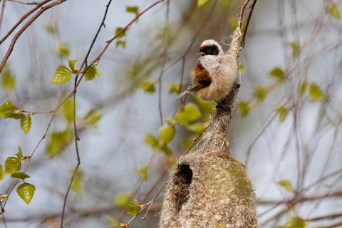 Eurasian Penduline Tit (Remiz pendulinus) male singing at nest, Poland