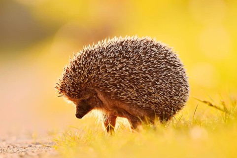Brown-breasted hedgehog or Western European hedgehog (Erinaceus europaeus), North Rhine-Westphalia,