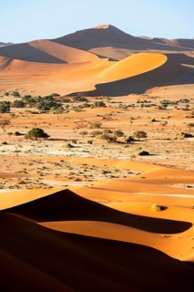 Red sand dunes, Sossusvlei region, Namib Desert, Namib-Naukluft National Park, Namibia