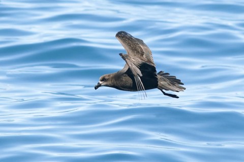 Grey-faced Petrel (Pterodroma gouldi) flying, Victoria, Australia