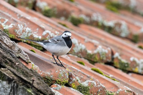 White wagtail (Motacilla alba), Emsland, Lower Saxony, Germany