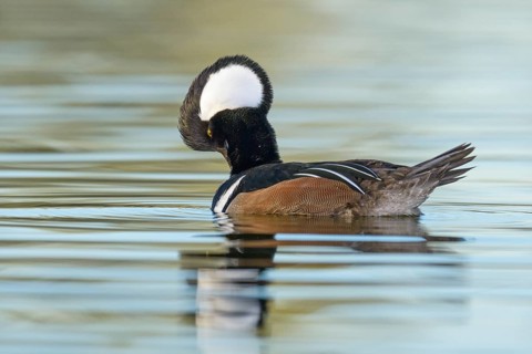 Hooded Merganser (Lophodytes cucullatus) male, Arizona, USA