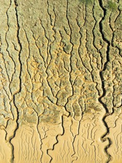 Network of channels and streams at low tide. In the marshland adjacent to the Odiel river. Aerial