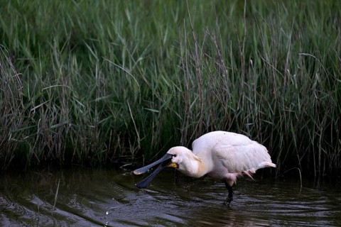 Spoonbill (Platalea leucorodia) looking for food in shallow water with drops of water in its open