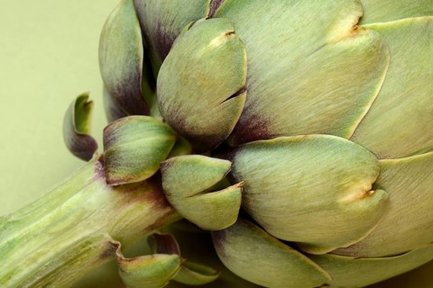 Artichoke, close-up, (Cynara scolymus)