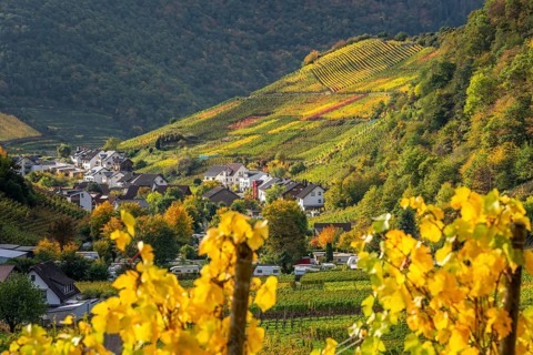 Vineyards in autumn in the central Ahr valley, near Mayschoß, Rhineland-Palatinate