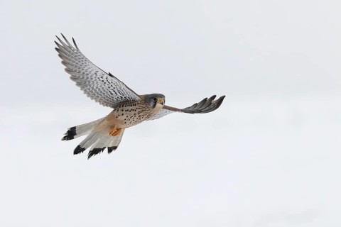 Kestrel (Falco tinnunculus) in the snow, Bitburg, Rhineland-Palatinate, Germany