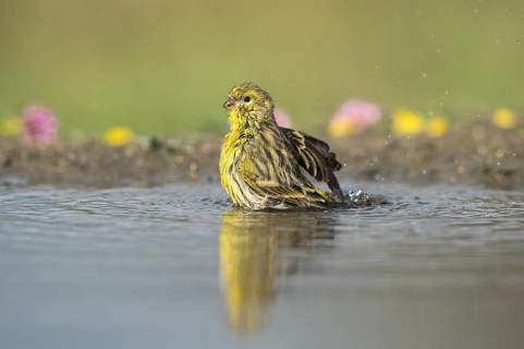 European Serin (Serinus serinus) male bathing, Aosta Valley, Italy