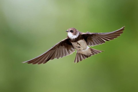 Sand martin (Riparia riparia), in flight, Reussegg nature reserve, Canton Aargau, Switzerland