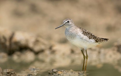 Wood Sandpiper (Tringa glareola) standing on muddy ground, sreepur, Gazipur, bangladesh