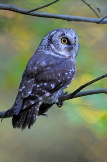 Rauhfusskauz (Aegolius funereus), Boreal owl, adultes Tier, mit einer Maus, Fuetterung, Oktober,