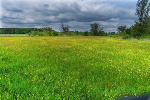 Meadow landscape with various wild flowers, Schrobenhausen, Upper Bavaria Germany