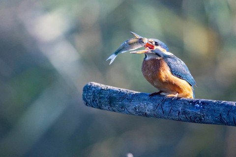 Kingfisher (Alcedo atthis) wbl Germany