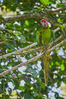 Great green macaw (Ara ambiguus) Costa Rica