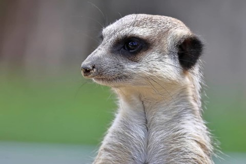 Meerkat (Suricata suricatta) animal portrait, captive, Hesse Germany