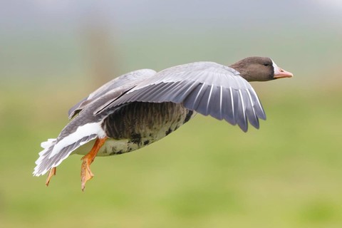 Greater White-fronted Goose (Anser albifrons) flying, North Rhine-Westphalia, Germany