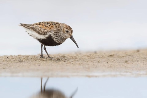 Dunlin (Calidris alpina) foraging, Mecklenburg-Western Pomerania, Germany