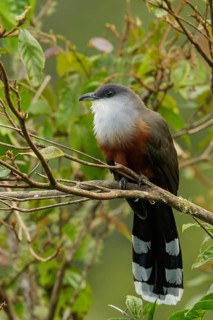 Chestnut-bellied Cuckoo (Coccyzus pluvialis) perched on a branch in Jamaica in the Caribbean
