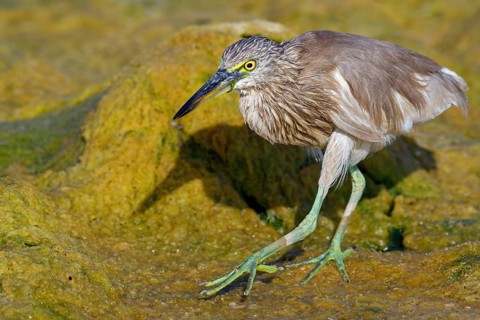 Animal, animals, bird, birds, heron, paddy heron, (Ardeola grayii), heron family, biotope, habitat,