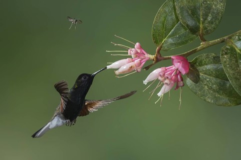 Black-bellied Hummingbird (Eupherusa nigriventris), Costa Rica