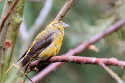A male red crossbill or common crossbill (Loxia curvirostra) sits in a tree. Bavaria, Germany