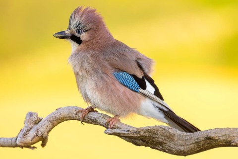 Jay, European Jay, Jay, eurasian jay (Garrulus glandarius), Geai des chênes, Arrendajo Común,