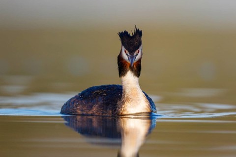 Great Crested Grebe (Podiceps cristatus), North Rhine-Westphalia, Germany