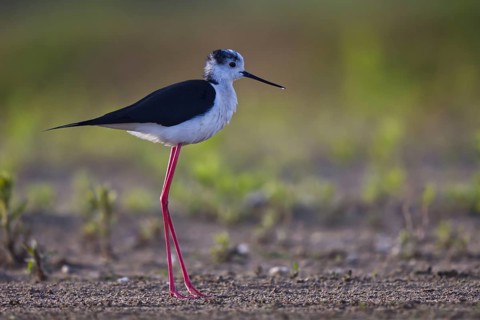 Black-winged Stilt (Himantopus himantopus) male foraging, North Rhine-Westphalia, Germany