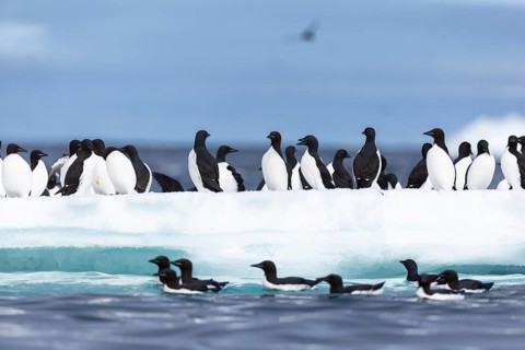 Thick-billed guillemot (Uria lomvia) on an ice floe, sea, water, alcids (Alcidae), Alkefjellet,