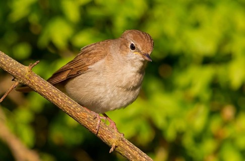 Nightingale, (Luscinia megarhynchos), animals, bird, songbird, family of passerines, classification