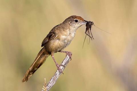 Spinifexbird (Megalurus carteri) with insect prey, Western Australia, Australia