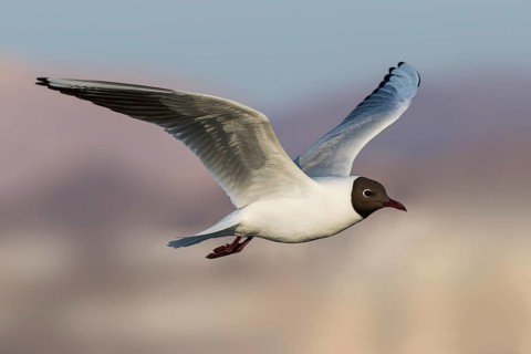 Black-headed Gull (Chroicocephalus ridibundus) flying, Eilat, Israel