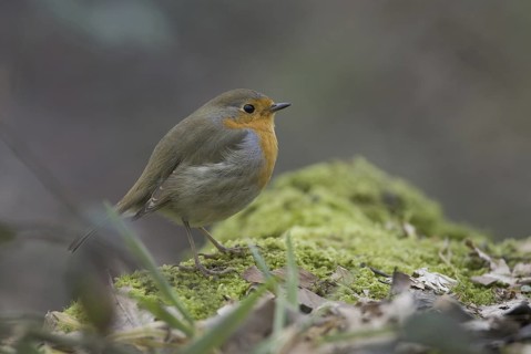 European Robin (Erithacus rubecula), Hesse, Germany
