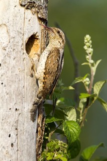 Eurasian Wryneck (Jynx torquilla), Navarra, Spain