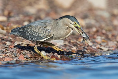 Striated Heron (Butorides striata) with fish prey in its beak, Eilat, Israel