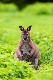 Red-necked wallaby or Bennett's wallaby (Macropus rufogriseus) sits amidst of a field of stinging