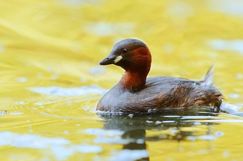 Little grebe (Tachybaptus ruficollis), North Rhine-Westphalia, Germany