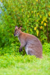 Red-necked wallaby or Bennett's wallaby (Macropus rufogriseus) sits on a green meadow with dense