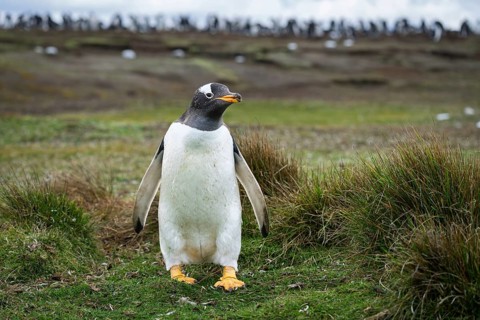 Gentoo penguin (Pygoscelis papua) standing between tufts of grass, colony in the background,
