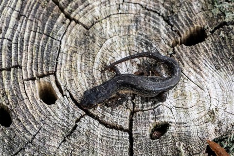 Pond newt (Lissotriton vulgaris), Emsland, Lower Saxony, Germany