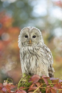 Ural Owl (Strix uralensis) captive, Germany